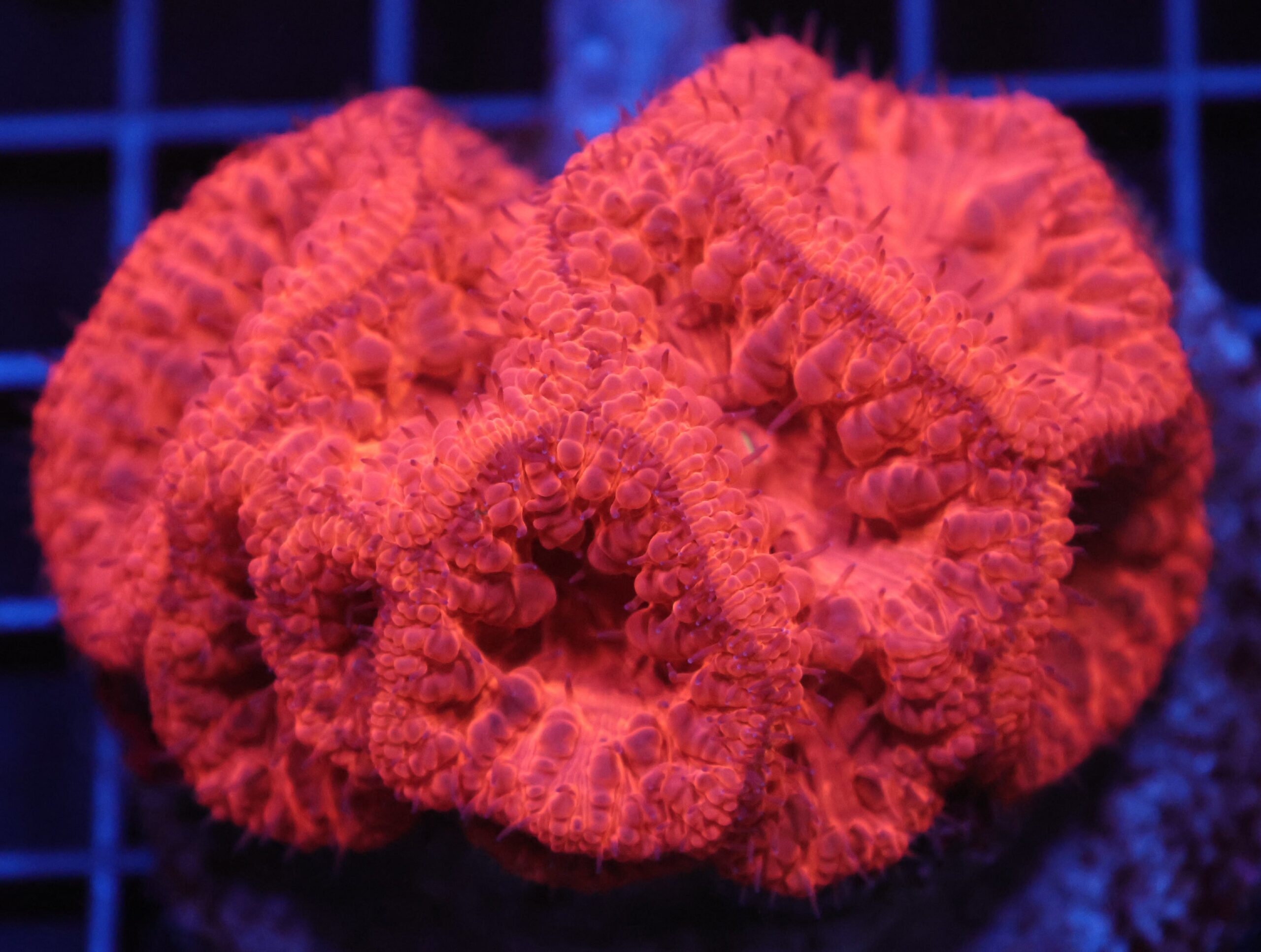 H45 - INDO RUBY RED BLASTO