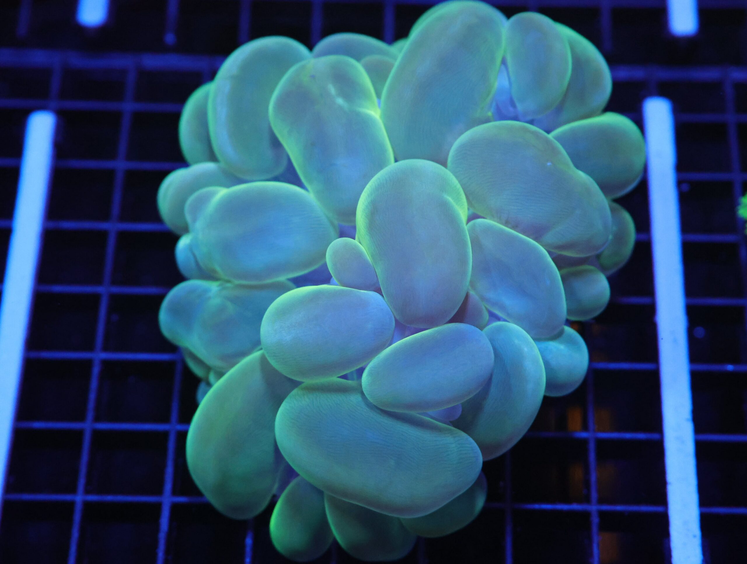 H67 - INDO METALLIC BUBBLE CORAL