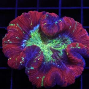 H79 - INDO NUCLEAR BLAST TRACHY