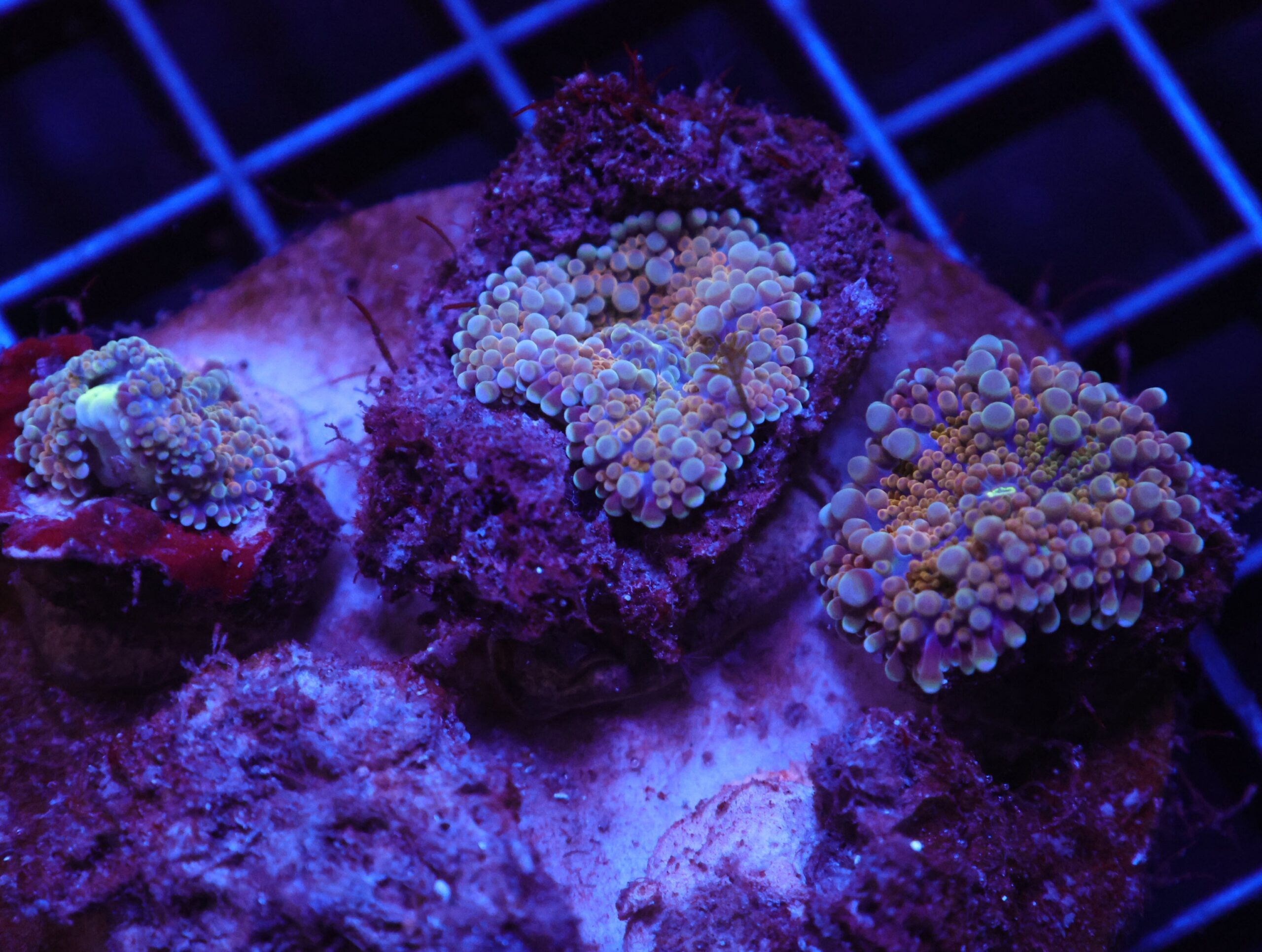 H83 - RAINBOW RICORDEA MUSHROOM