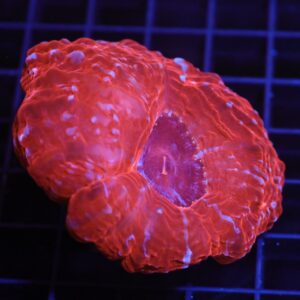 H89 - INDO QUEEN OF HEARTS CYNARINA