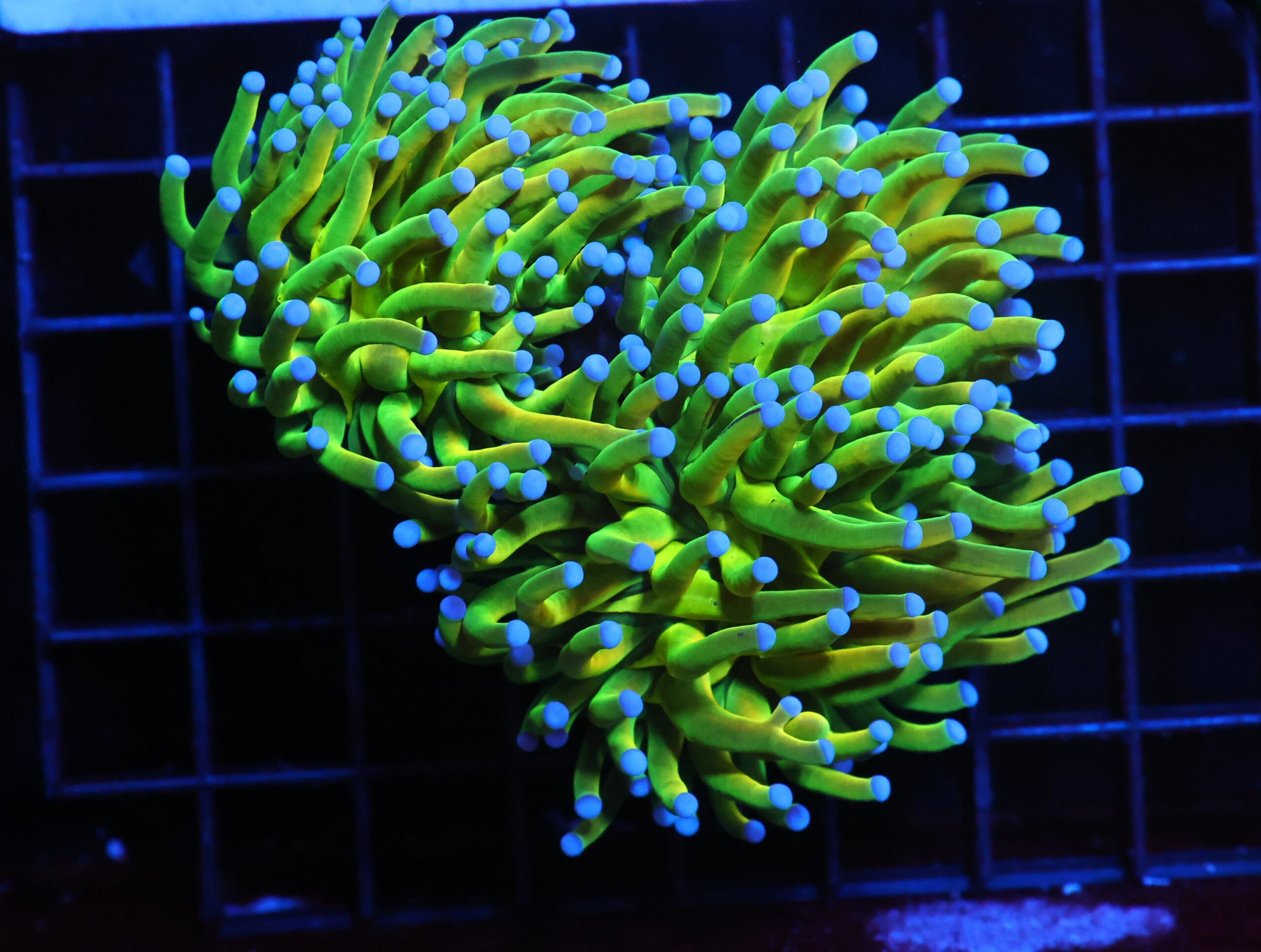 J01 - MALAYSIAN TORCH GREEN GRAIL 2 HEAD