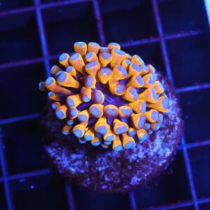 J04 - MALAYSIAN TORCH 24K GOLD 1 HEAD