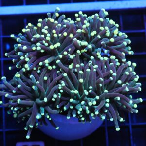 J07 - INDO TORCH BICOLOR 4 HEAD