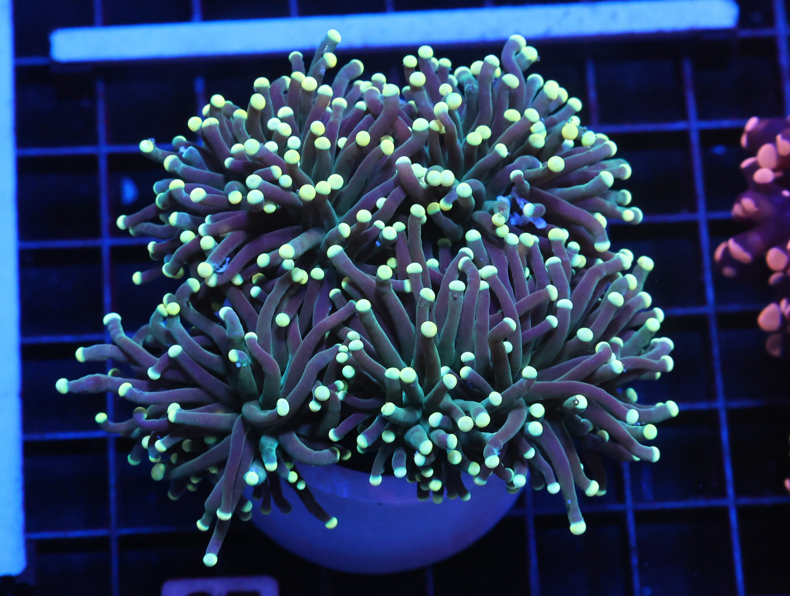 J07 - INDO TORCH BICOLOR 4 HEAD