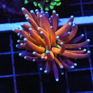 J103 - MALAYSIAN TORCH GOLD TIGER 1 HEAD