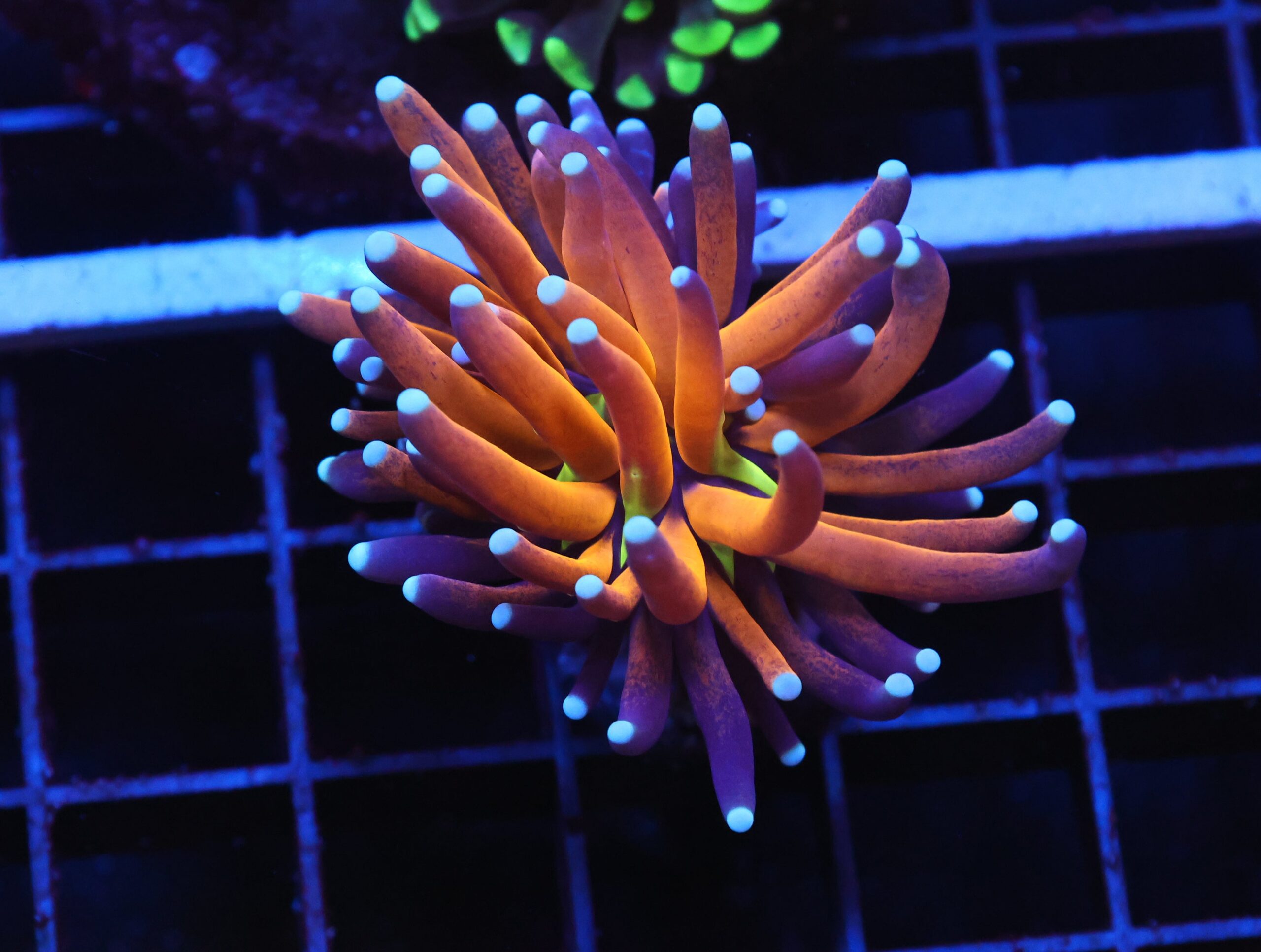 J103 - MALAYSIAN TORCH GOLD TIGER 1 HEAD