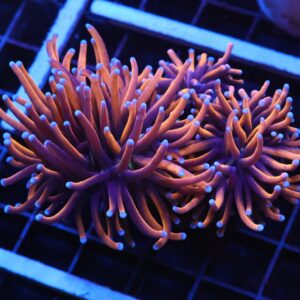 J102 - INDO TORCH GOLD VARIANT 3 HEAD