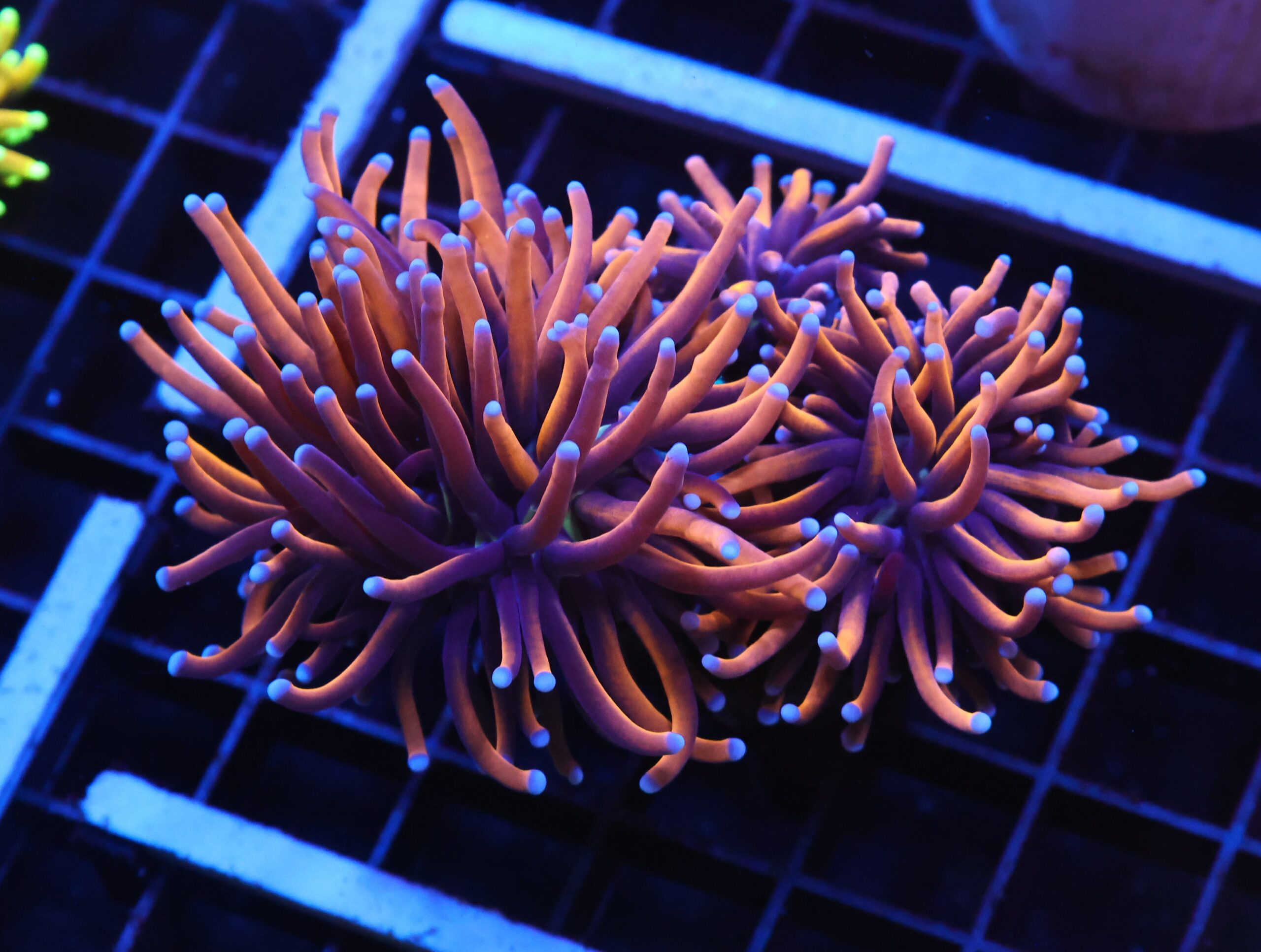 J102 - INDO TORCH GOLD VARIANT 3 HEAD