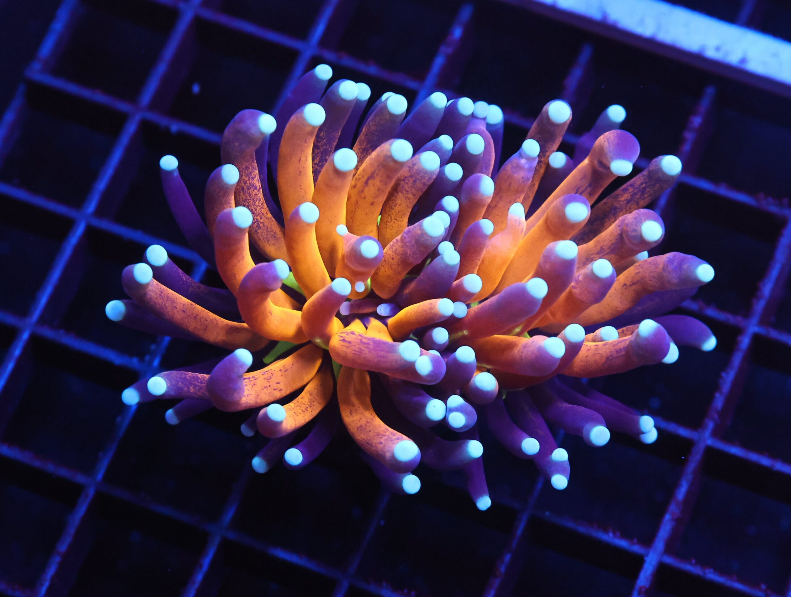 J11 - MALAYSIAN TORCH GOLD TIGER 1 HEAD