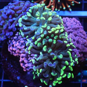 J108 - INDO HAMMER BRANCH RAINBOW GARDEN 8 HEAD