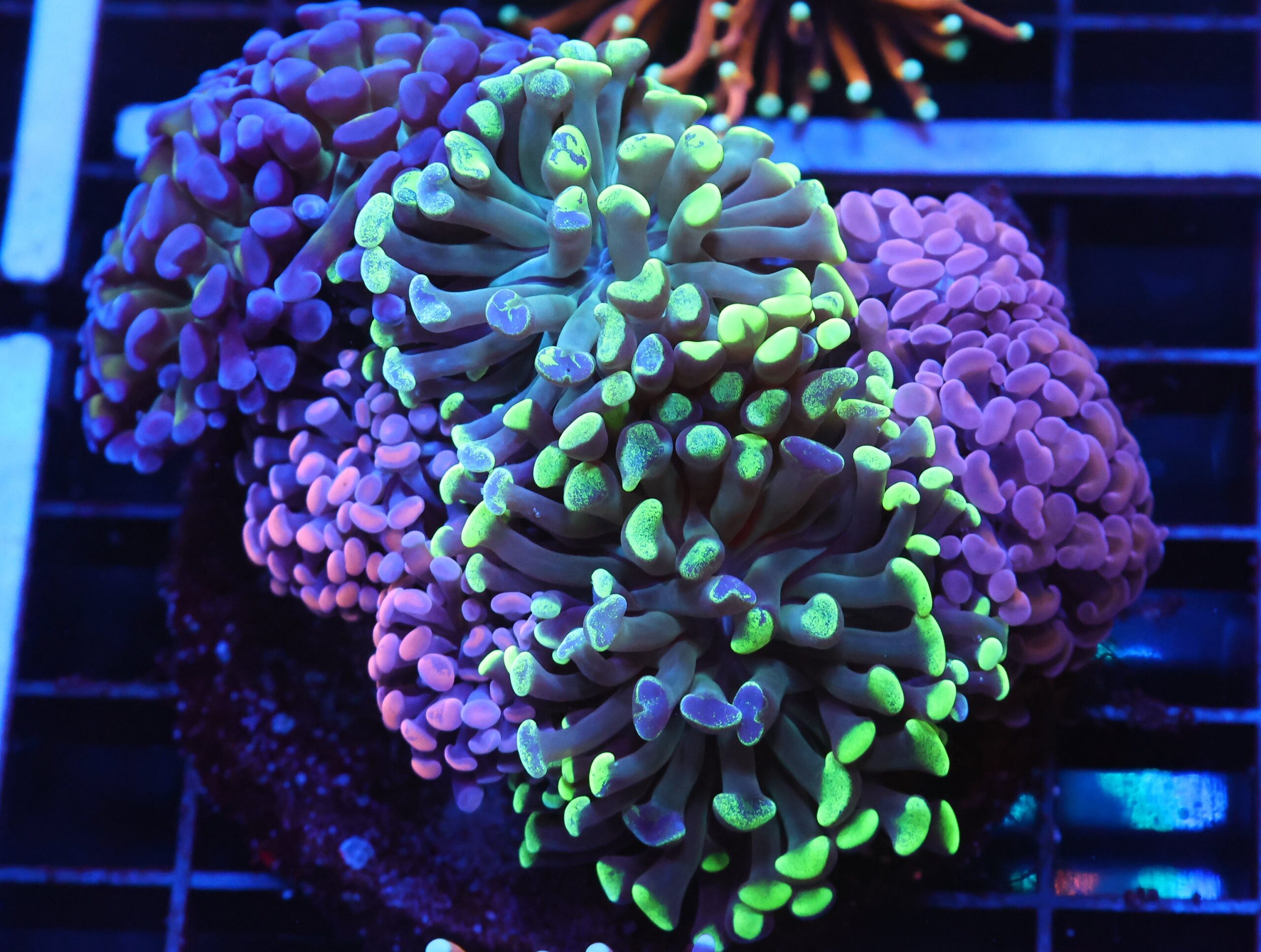 J108 - INDO HAMMER BRANCH RAINBOW GARDEN 8 HEAD