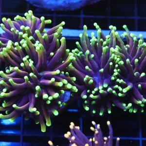 J109 - INDO TORCH DRAGON SOUL 3 HEAD