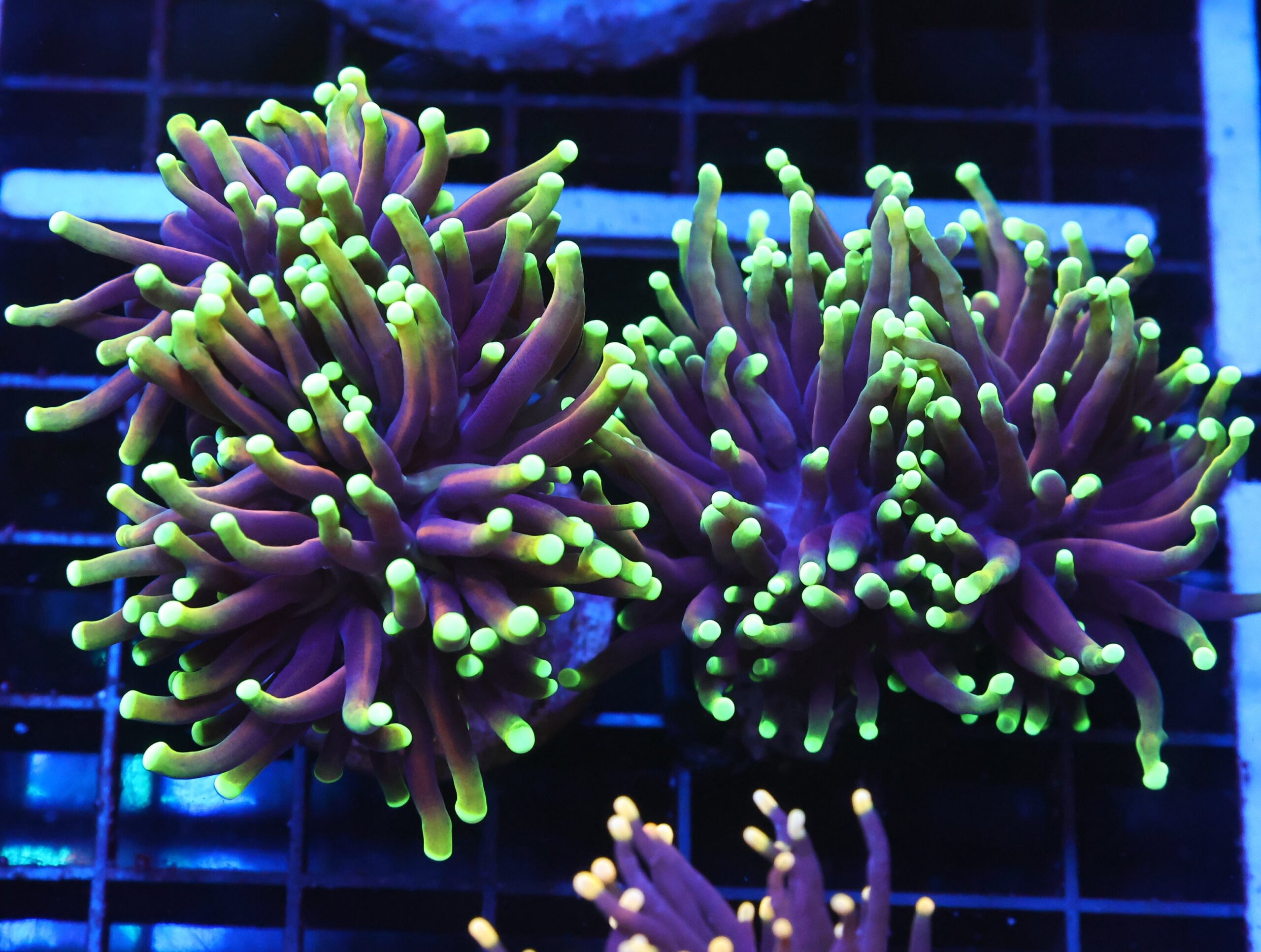 J109 - INDO TORCH DRAGON SOUL 3 HEAD