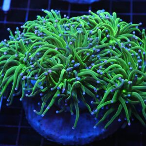 J114 - INDO TORCH SKITTLES 6 HEAD