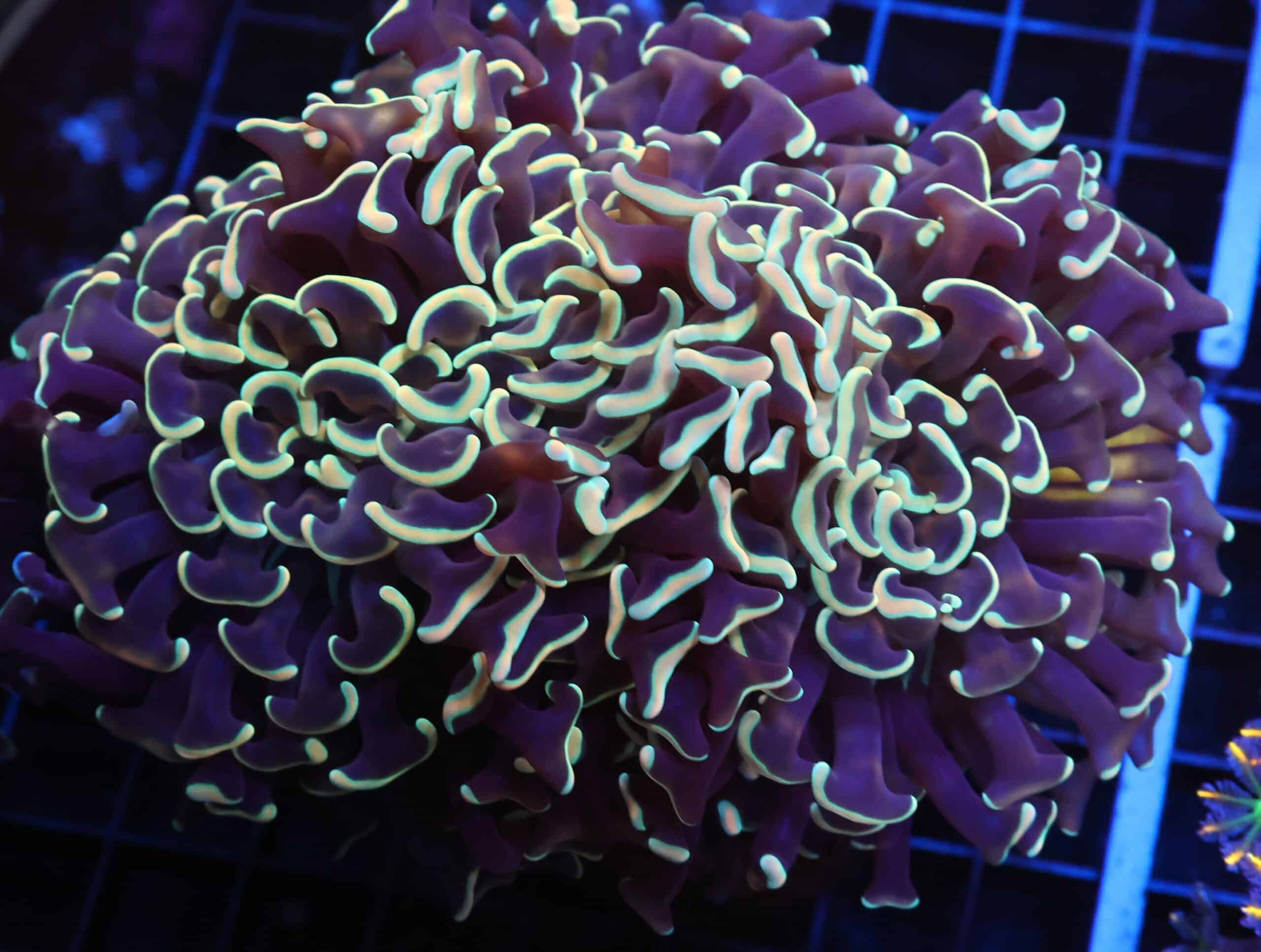 J125 - INDO HAMMER WALL GOLD