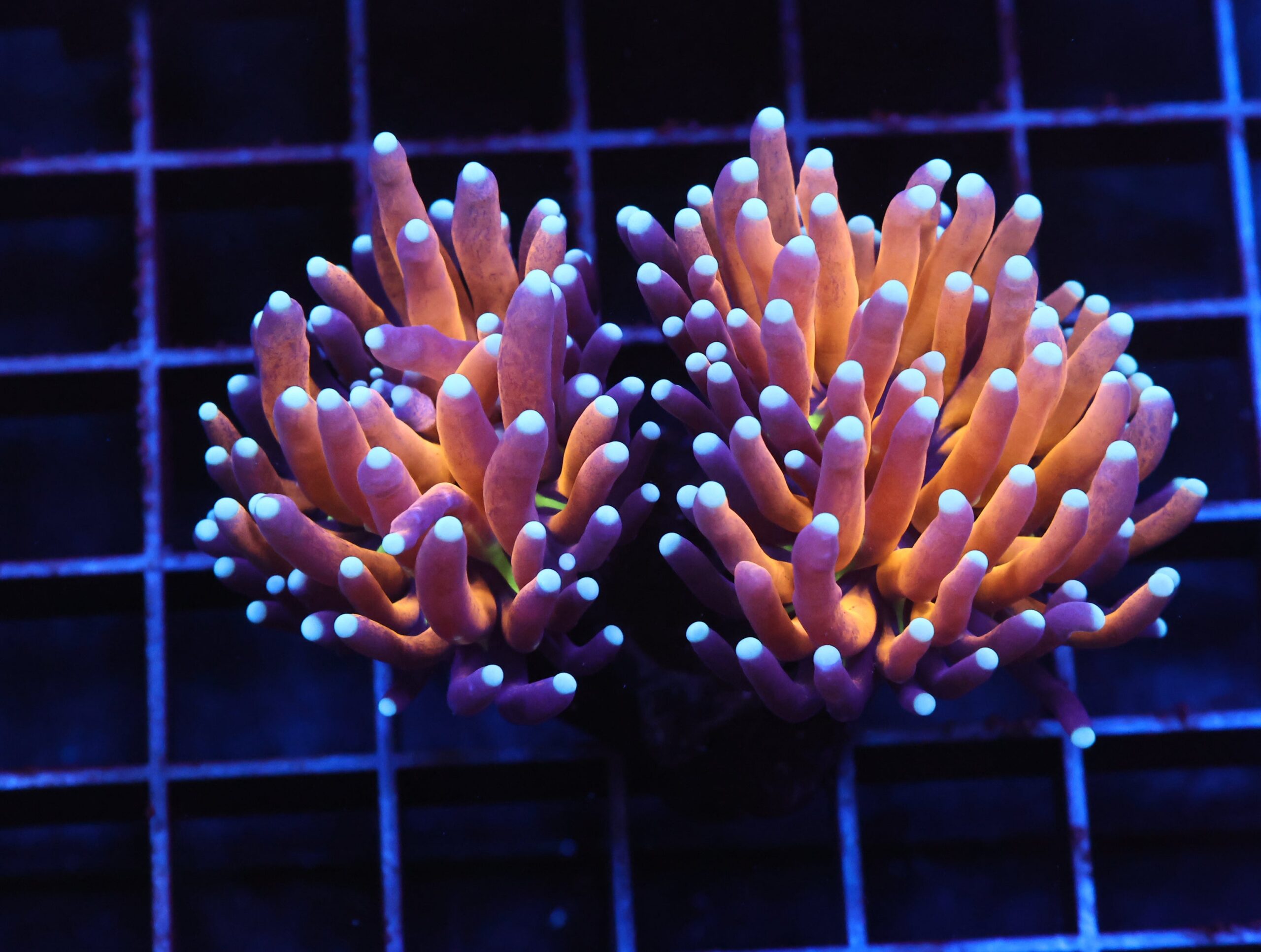 J126 - MALAYSIAN TORCH GOLD TIGER 2 HEAD