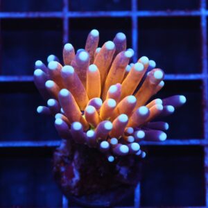 J127 - MALAYSIAN TORCH GOLD TIGER 1 HEAD