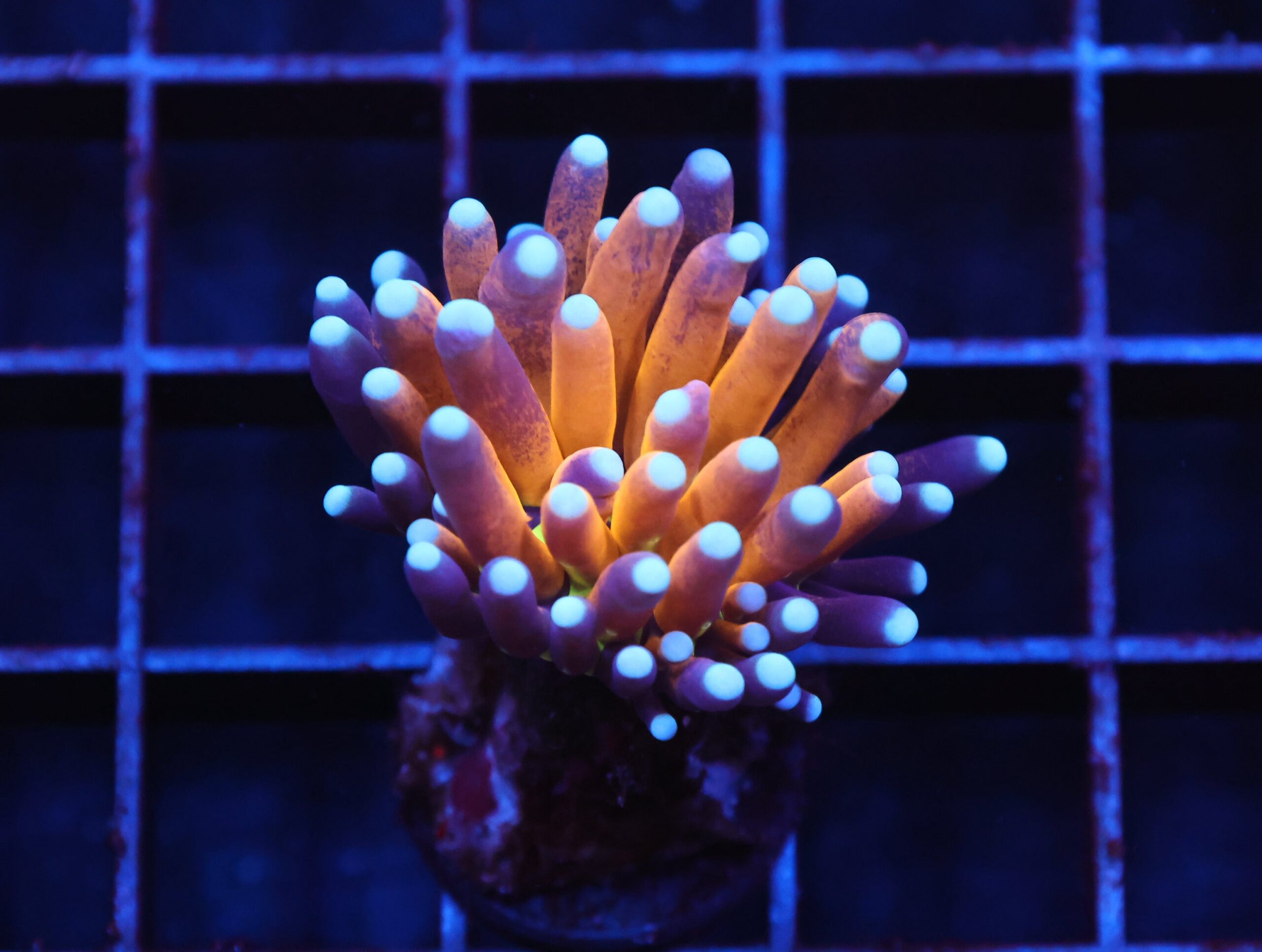 J127 - MALAYSIAN TORCH GOLD TIGER 1 HEAD