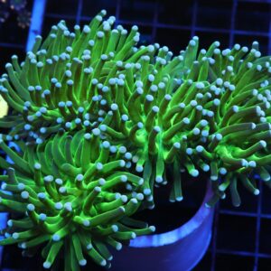 J128 - INDO TORCH GREEN 4 HEAD