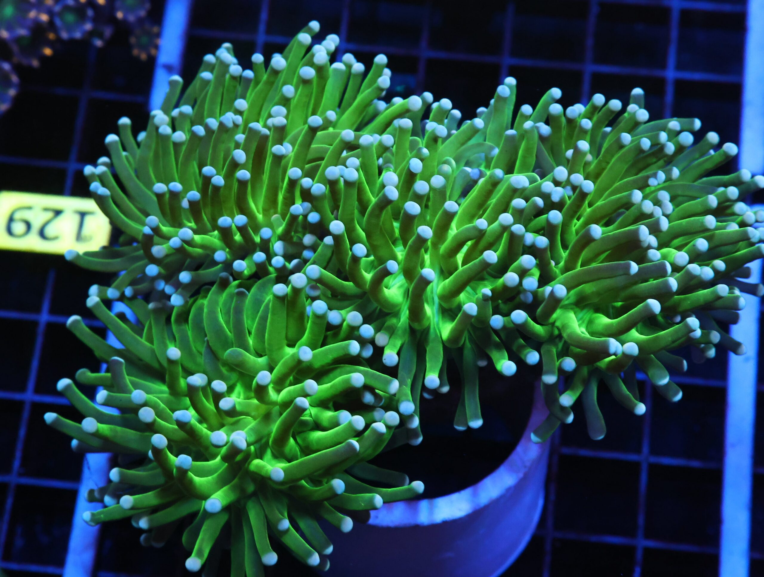 J128 - INDO TORCH GREEN 4 HEAD