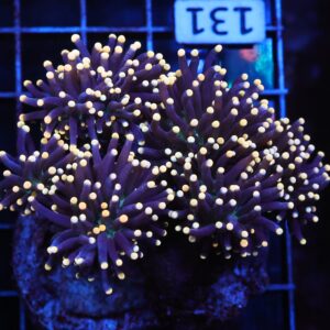 J131 - INDO TORCH BLACK LIGHT 6 HEAD