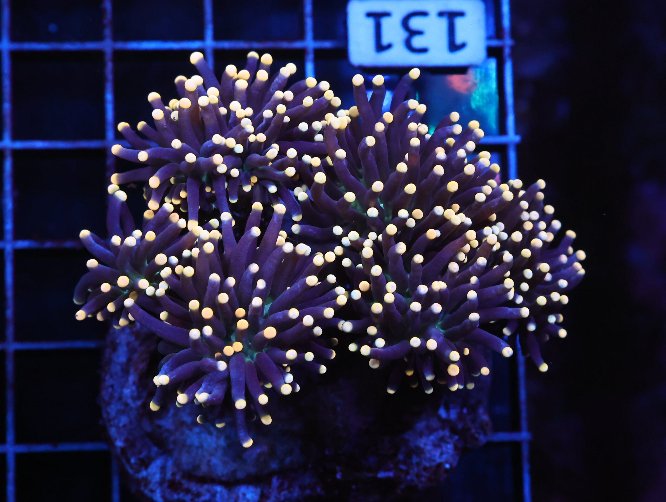 J131 - INDO TORCH BLACK LIGHT 6 HEAD