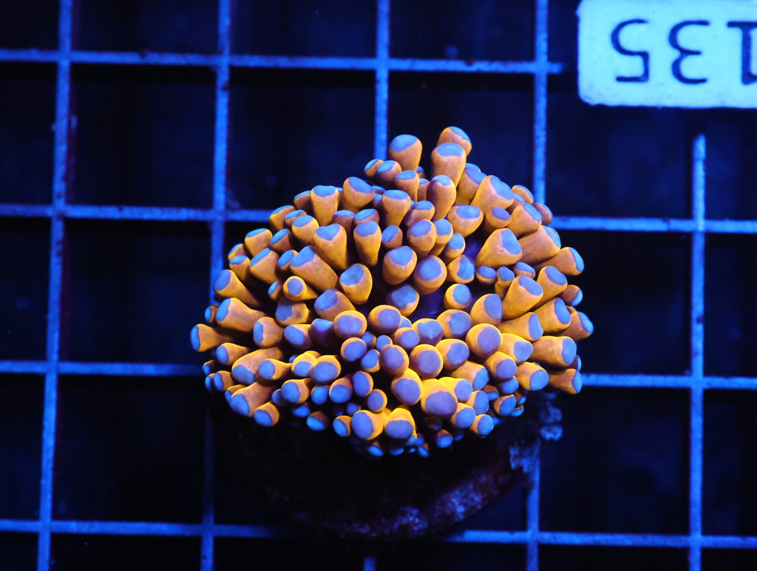 J135 - MALAYSIAN TORCH 24K GOLD 1 HEAD