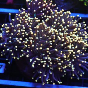 J17 - INDO TORCH BLACK LIGHT 6 HEAD