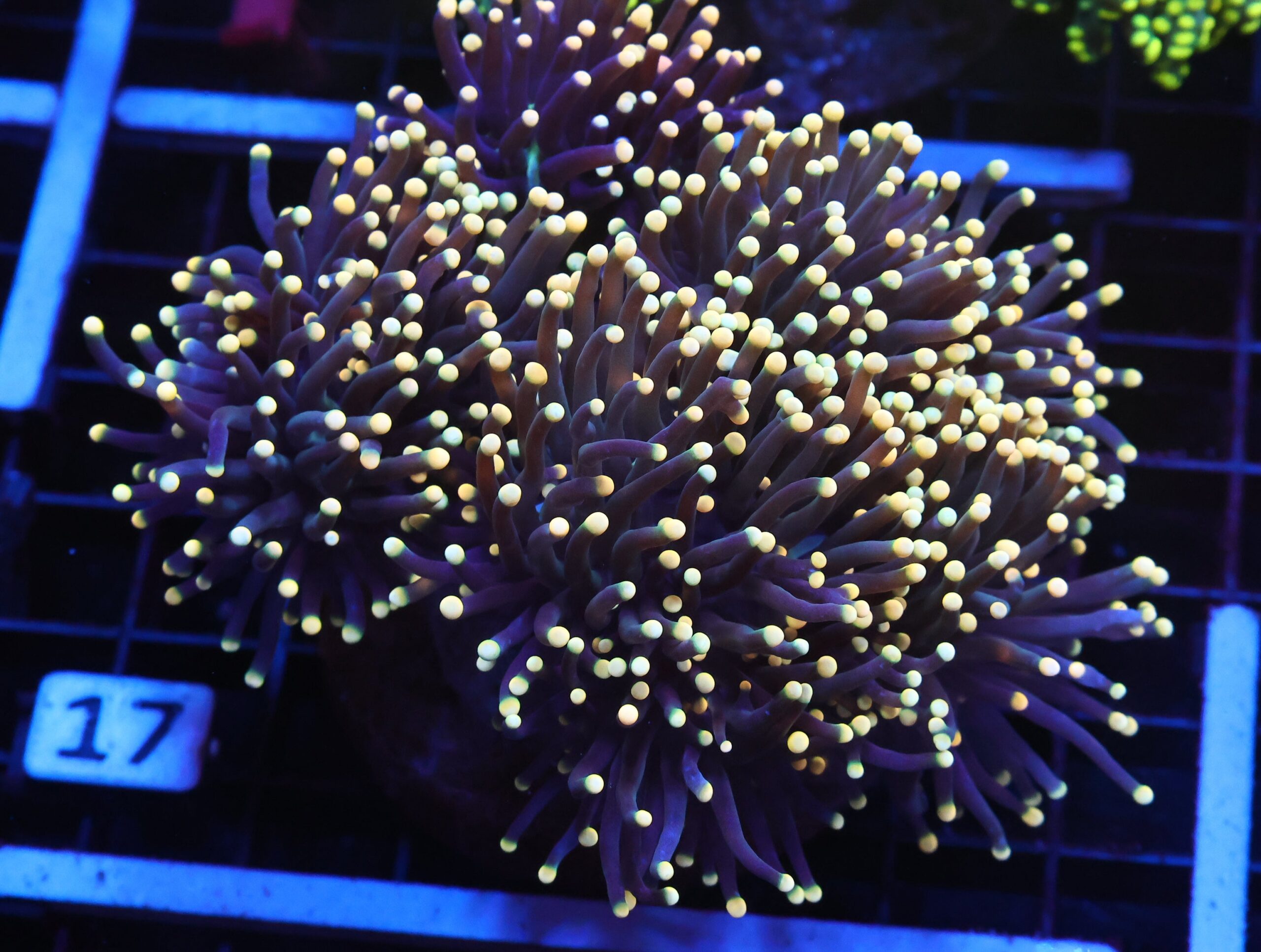 J17 - INDO TORCH BLACK LIGHT 6 HEAD