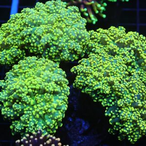 J22 - INDO FROGSPAWN BRANCH GAMMA RAY 6 HEAD