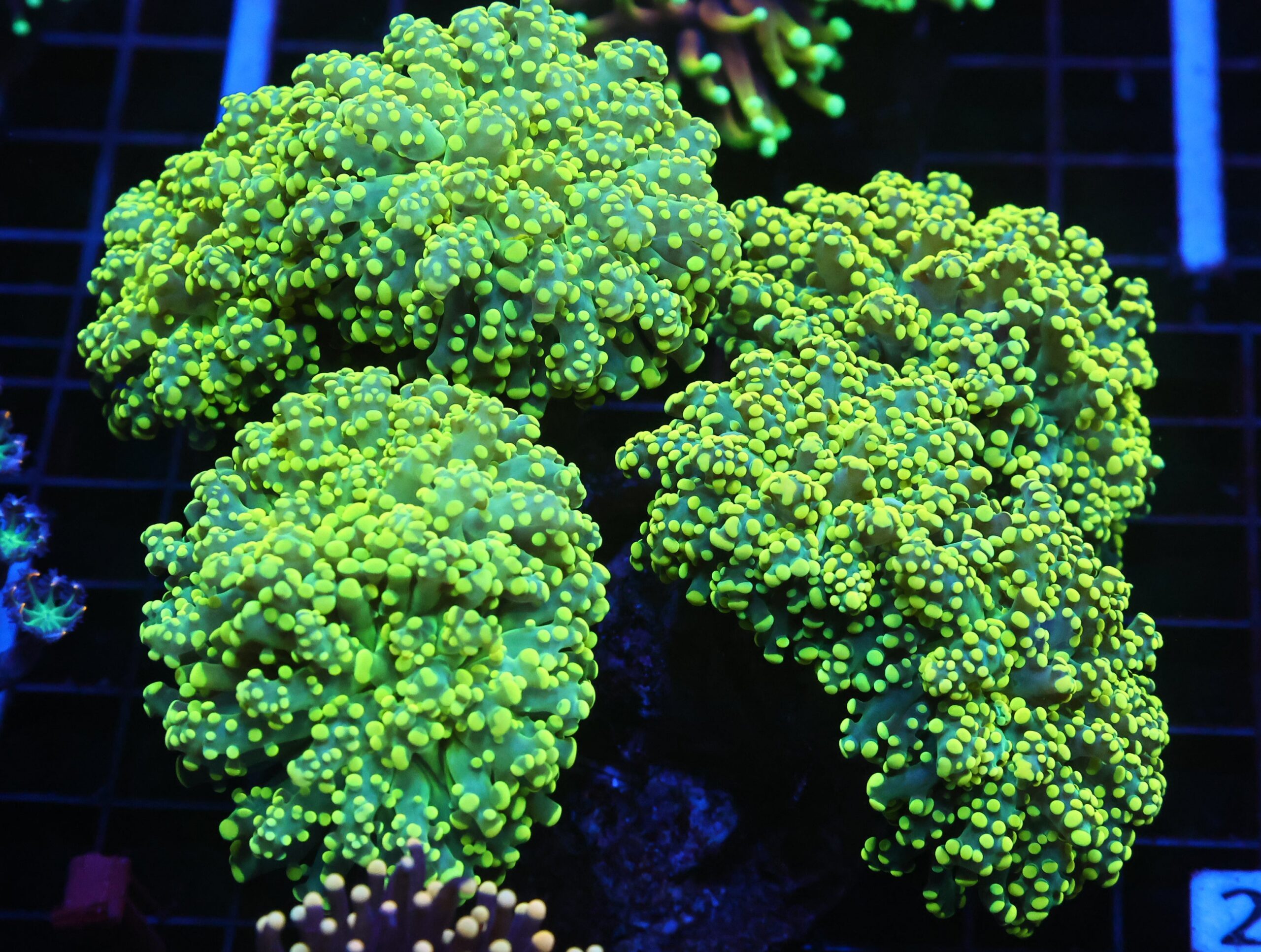 J22 - INDO FROGSPAWN BRANCH GAMMA RAY 6 HEAD