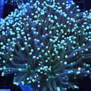 J25 - INDO TORCH BICOLOR 6 HEAD