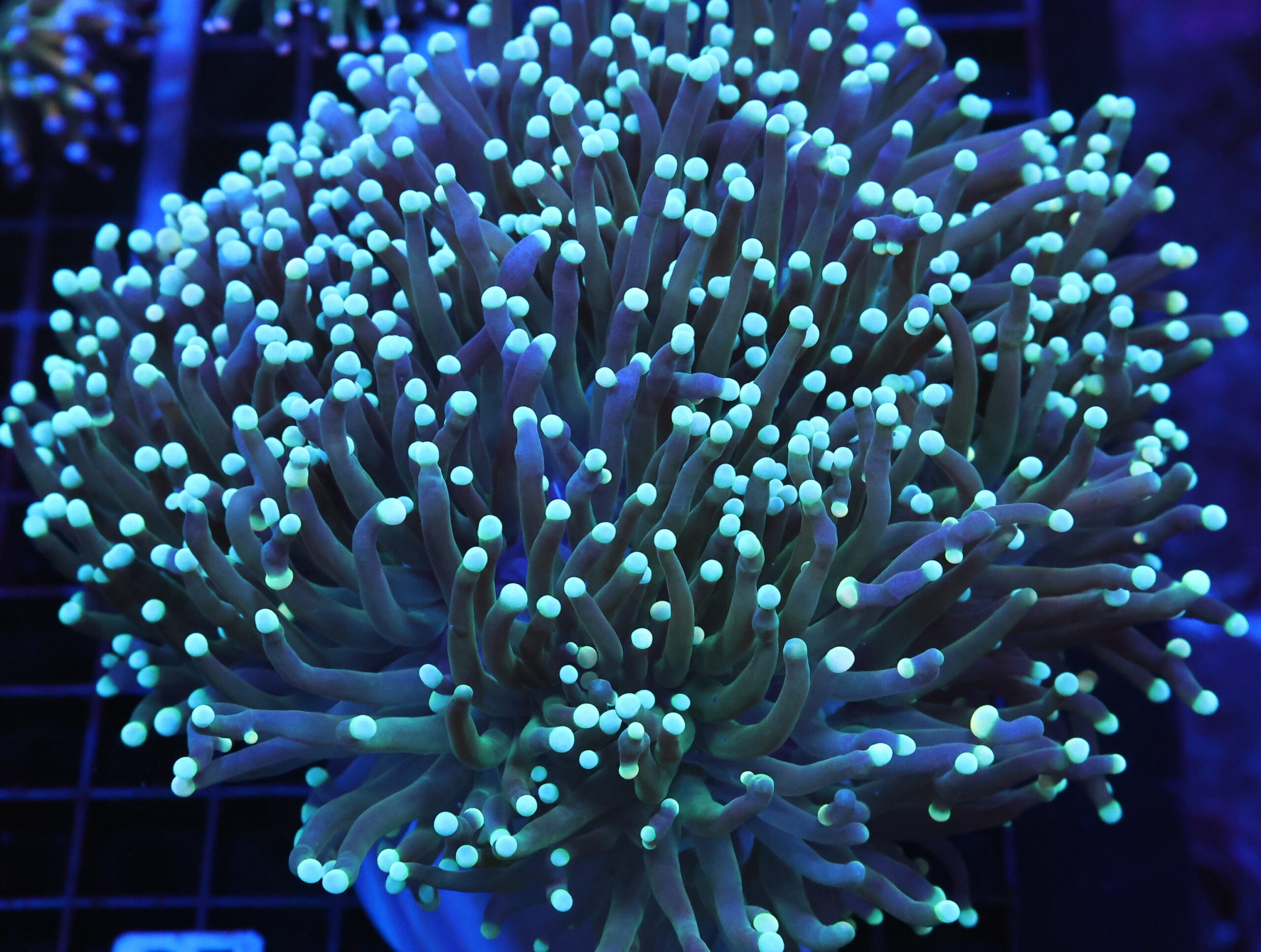 J25 - INDO TORCH BICOLOR 6 HEAD