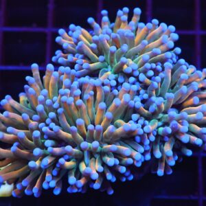 J24 - MALAYSIAN TORCH GRAIL VARIANT HEAD