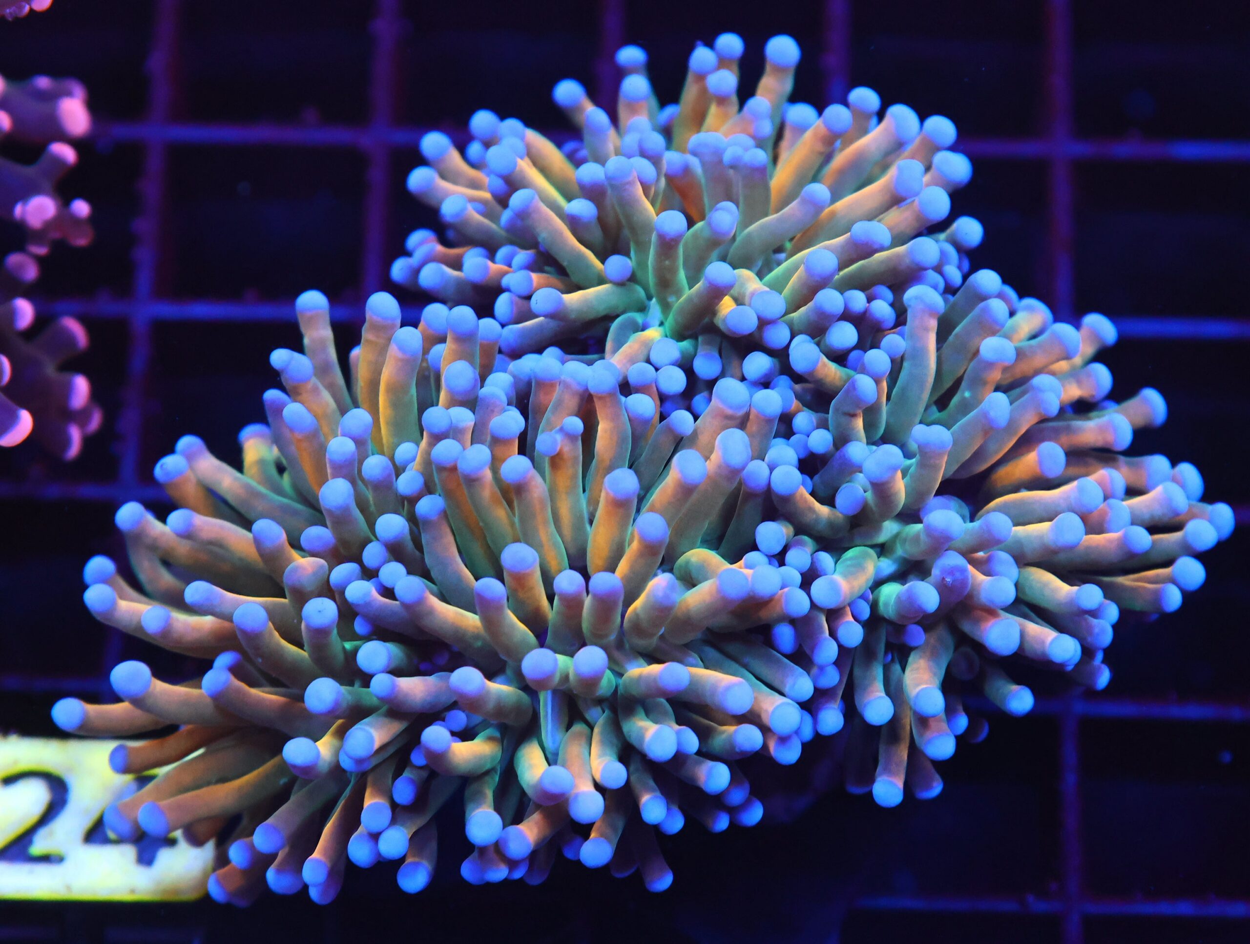 J24 - MALAYSIAN TORCH GRAIL VARIANT HEAD