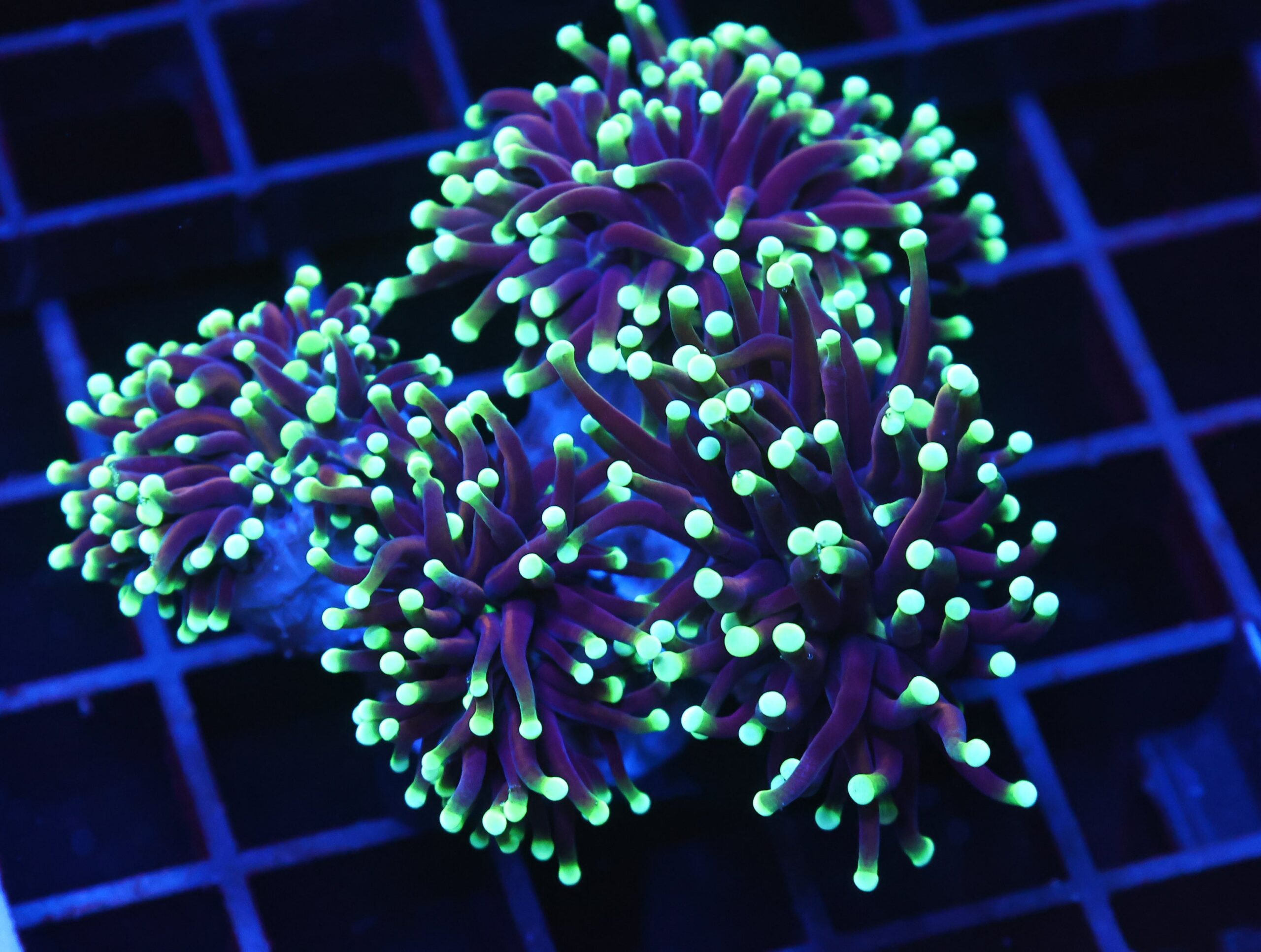 J26 - INDO TORCH DRAGON SOUL 4 HEAD