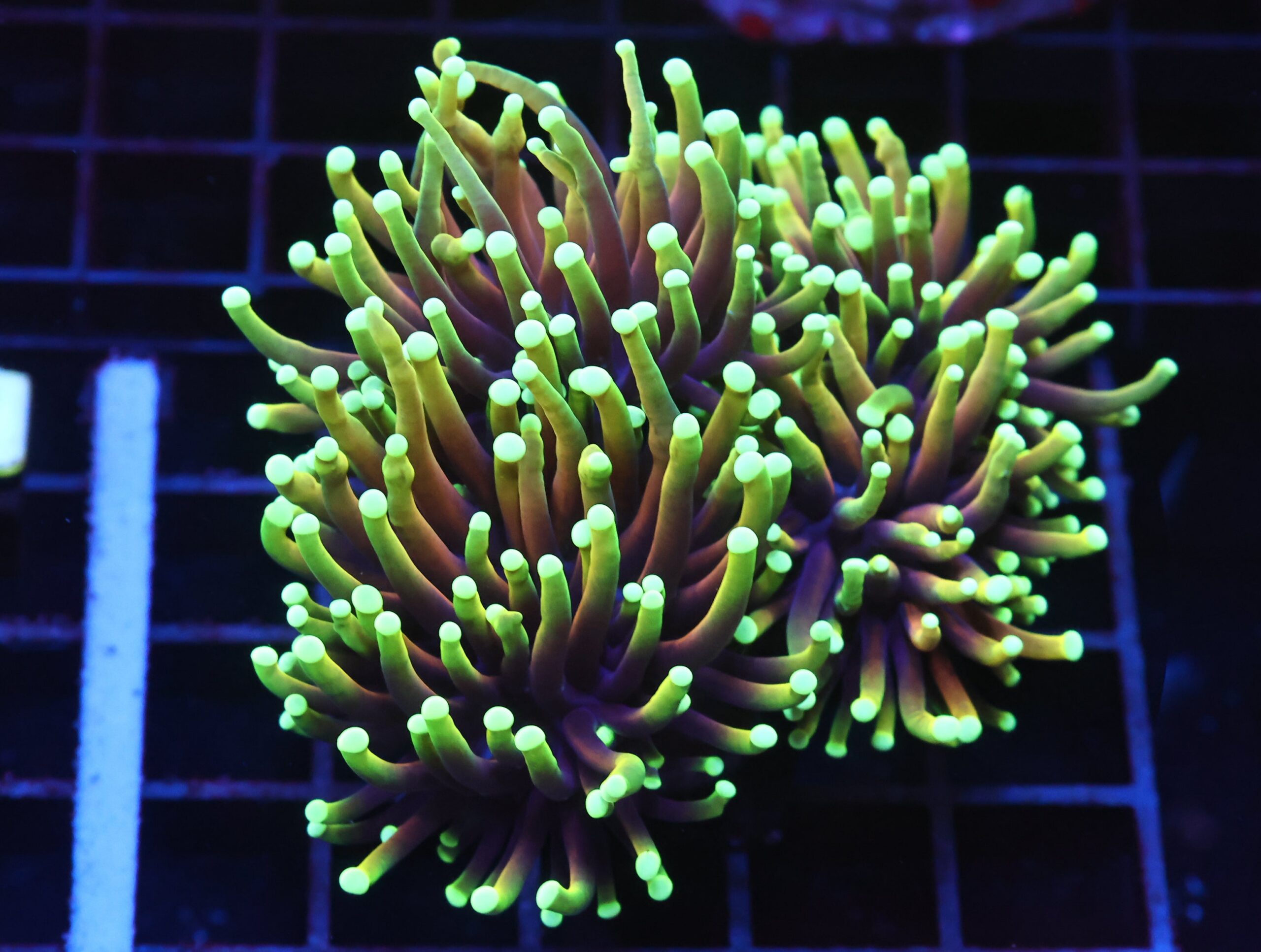 J27 - INDO TORCH HELLFIRE 4 HEAD