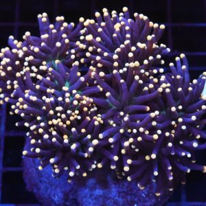 J28 - INDO TORCH BLACK LIGHT 6 HEAD