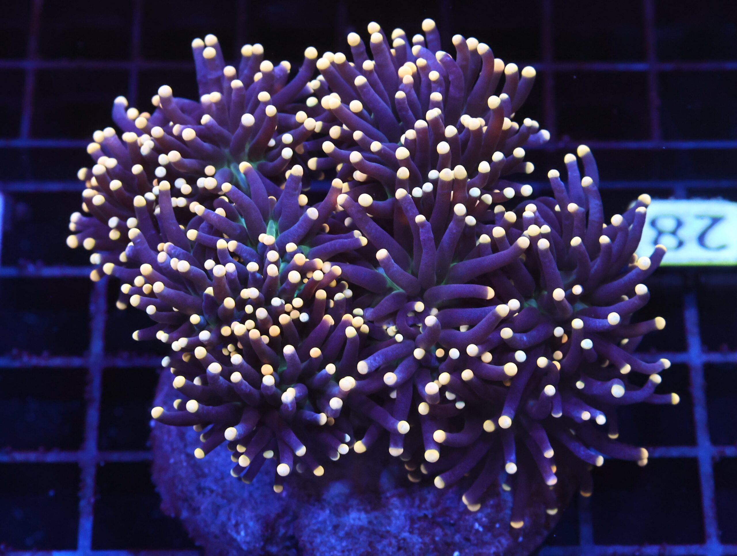 J28 - INDO TORCH BLACK LIGHT 6 HEAD