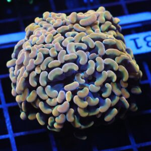 J31 - INDO HAMMER BRANCH GOLD 4 HEAD