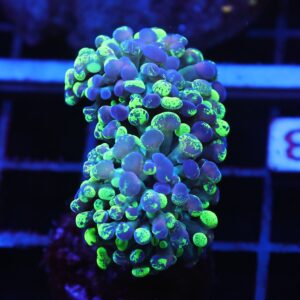 J33 - INDO HAMMER BRANCH TOXIC SPLATTER 2 HEAD