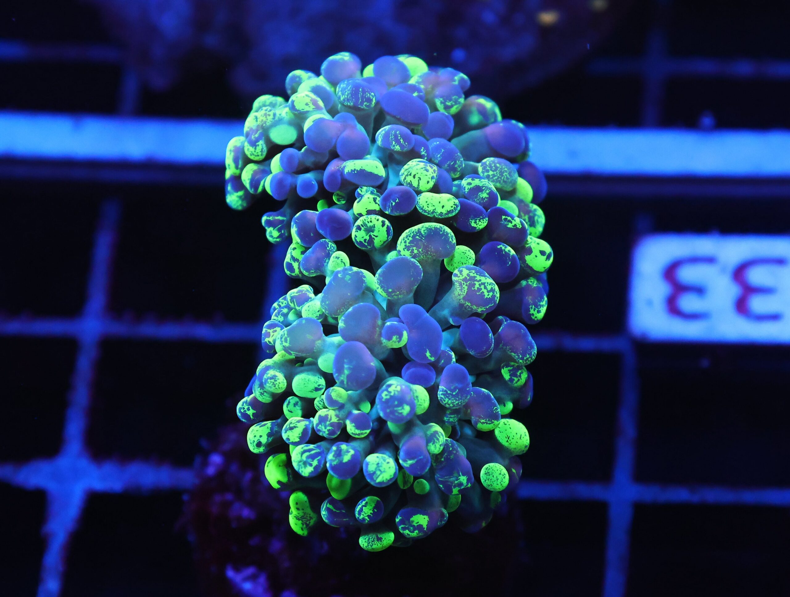 J33 - INDO HAMMER BRANCH TOXIC SPLATTER 2 HEAD