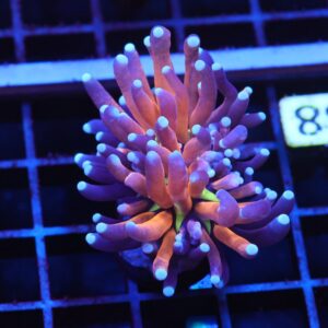 J38 - MALAYSIAN TORCH GOLD TIGER 1 HEAD