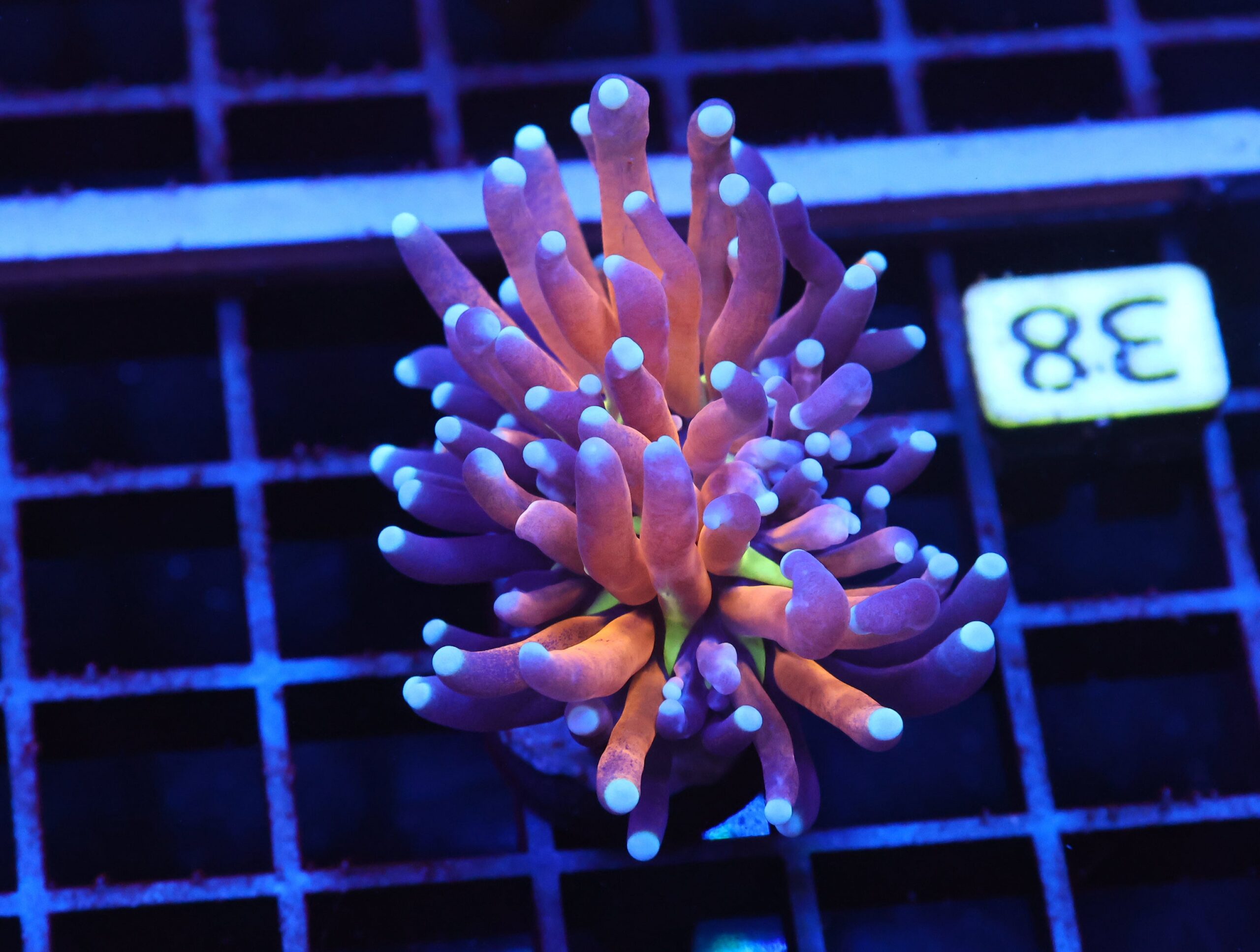 J38 - MALAYSIAN TORCH GOLD TIGER 1 HEAD