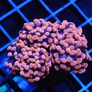 J41 - INDO HAMMER BRANCH ORANGE 4 HEAD