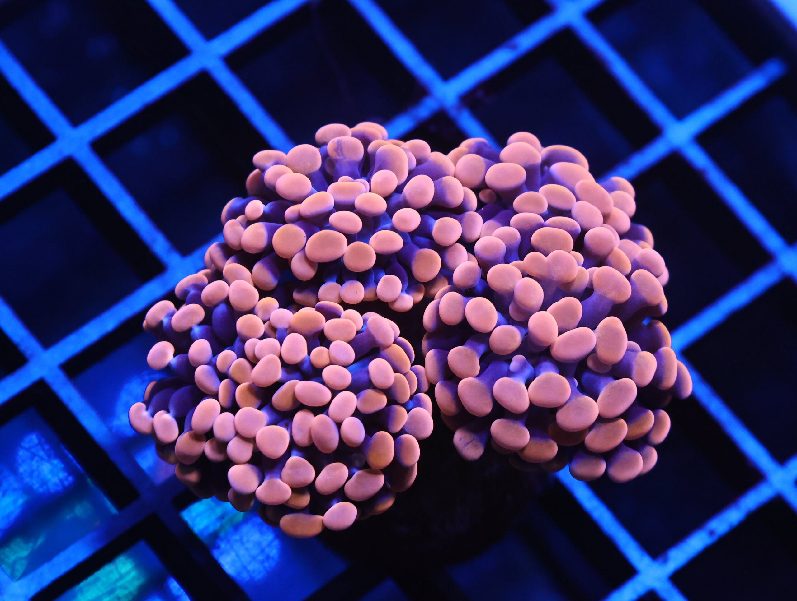 J41 - INDO HAMMER BRANCH ORANGE 4 HEAD