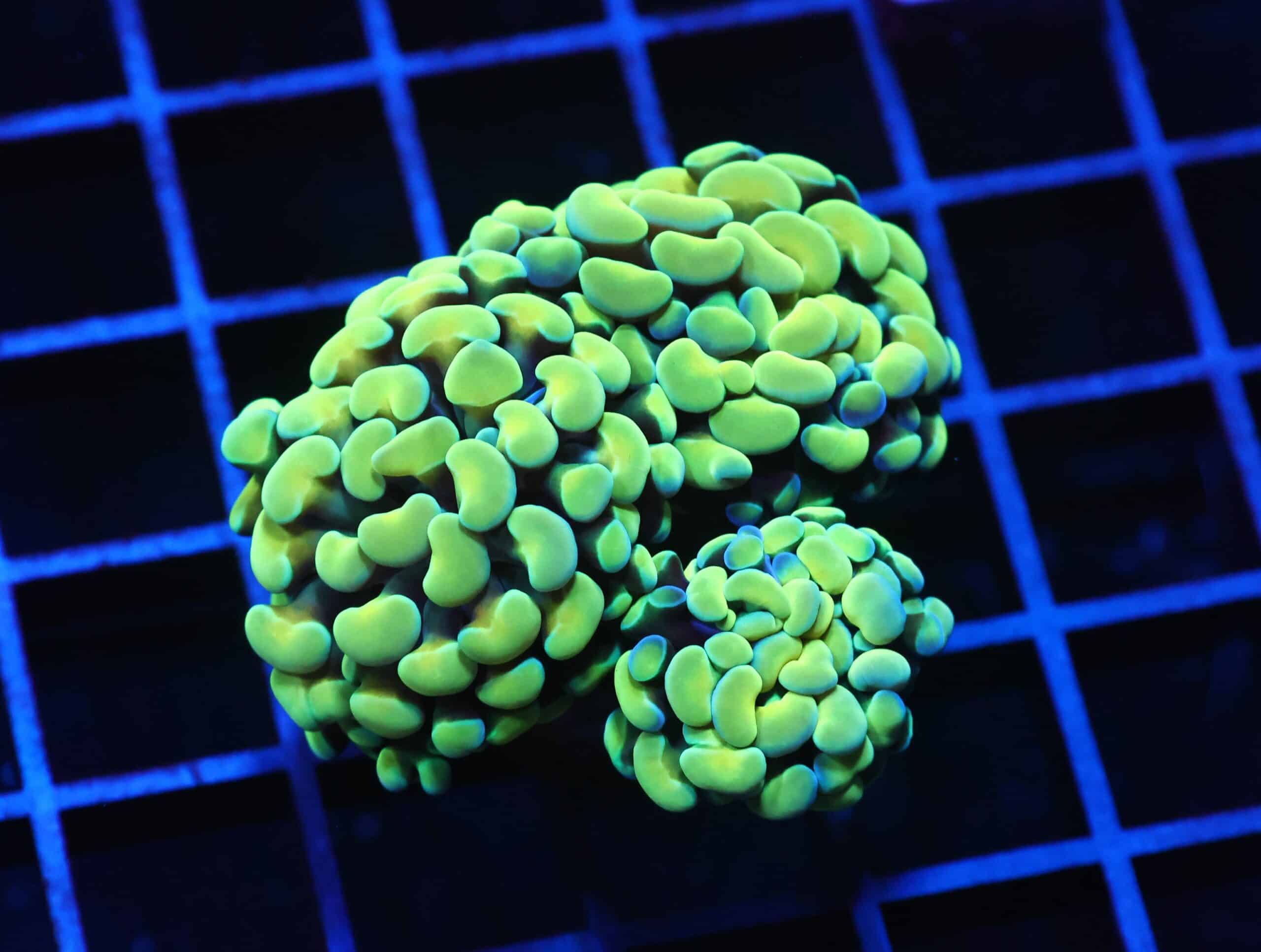 J42 - INDO HAMMER BRANCH GOLD 3 HEAD