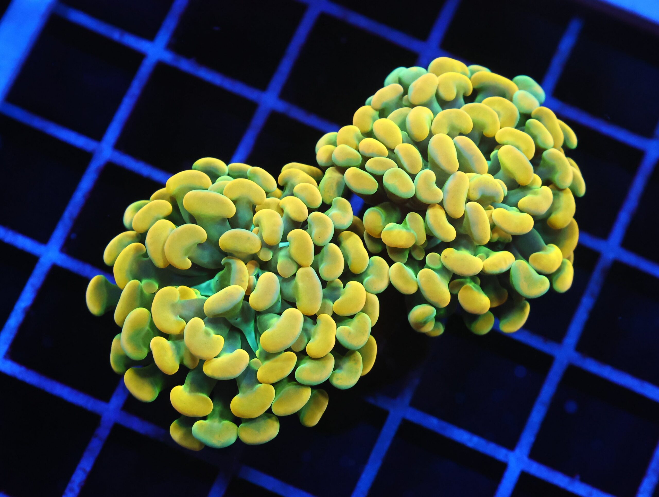 J44 - INDO HAMMER BRANCH HOLY GRAIL 2 HEAD