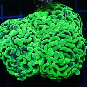 J54 - AUSSIE HAMMER THICK BRANCH TOXIC SPLATTER 3 HEAD